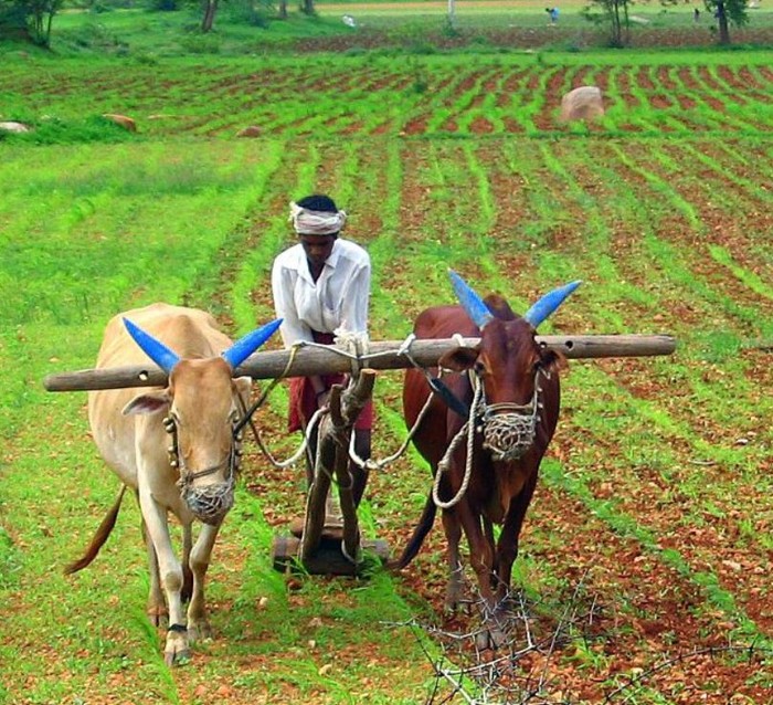 Petani -
