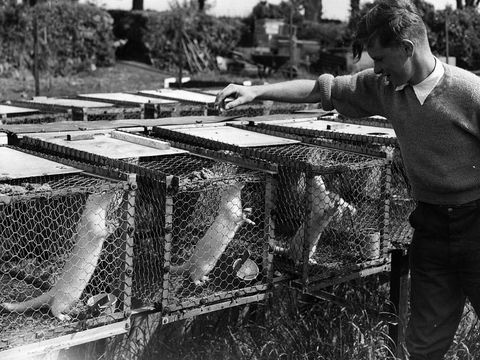 Ilustrasi peternakan cerpelai