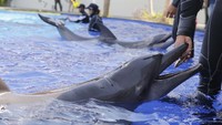 Seorang pelatih memberi makan lumba-lumba di sebuah pusat konservasi di Bali, Selasa (28/4).
