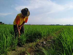 Jaga Stok Pangan, Kelompok Tani Ini Ekspansi 14 Ha Lahan Pertanian