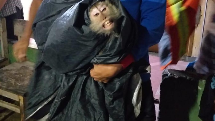 Damkar Tangkap Monyet Liar di Cipayung