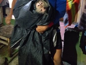 Damkar Tangkap Monyet Liar di Cipayung, Evakuasi Makan Waktu 1 Jam