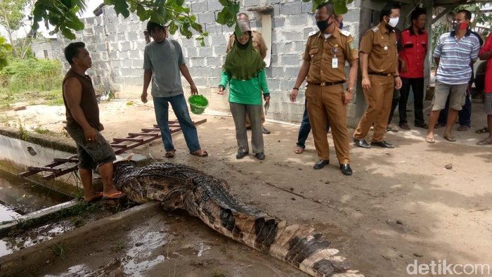 Buaya liar 4 meter ditangkap warga.
