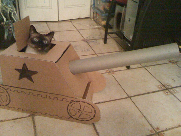 potret kucing karton tank