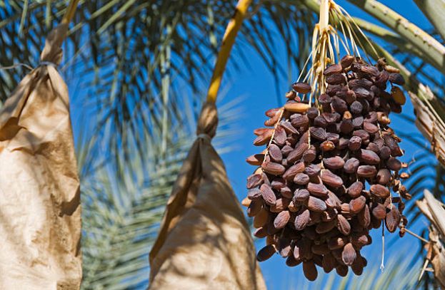 kurma