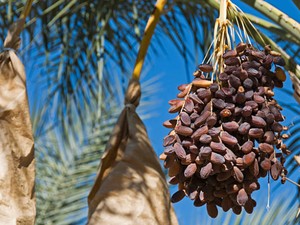 Beriklim Panas, Ini 5 Negara Penghasil Kurma Terbesar di Dunia