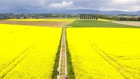 Hamparan ladang bunga di Swis (26/4/2020). Biasanya, kawasan ini ramai turis dan dan warga menikmati musim semi yang menyenangkan. Laurent Gillieron/Keystone via AP.