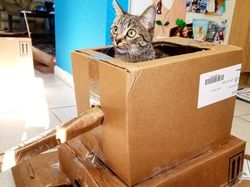 Hilangkan Bosan Isolasi, Pemilik Kucing Buatkan Tank dari Kardus