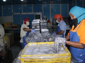 KKP Pastikan Cold Storage UPT Tampung Ikan Nelayan Selama COVID-19