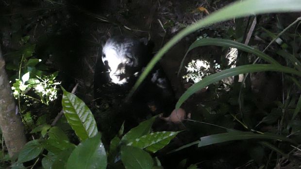 Beruang madu yang sempat lepas dari kandangnya di WRC YKAY Kulon Progo, Rabu (29/4/2020).