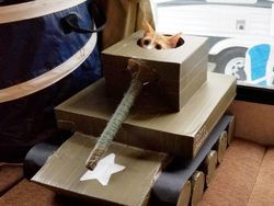 Hilangkan Bosan Isolasi, Pemilik Kucing Buatkan Tank dari Kardus