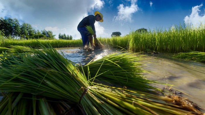 Petani