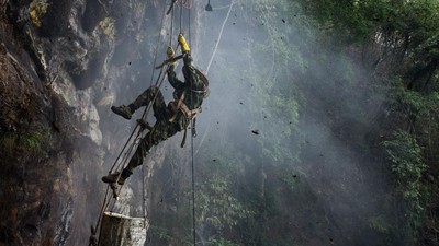 Aksi Spiderman Berburu Madu di Alam Bebas