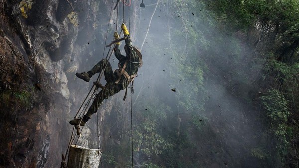 Aksi Spiderman Berburu Madu di Alam Bebas
