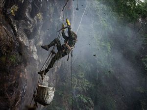 Aksi Spiderman Berburu Madu di Alam Bebas