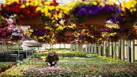 Petani bunga merawat tanaman di Grateford, AS (27/4/2020). Petani bunga menjadi salah satu sektor yang merugi akibat COVID-19.  AP Photo/Matt Rourke