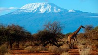 Musim kemarau, antara akhir Juni hingga Oktober adalah waktu yang tepat untuk mendaki Gunung Kilimanjaro. September adalah bulan pendakian utama gunung berketinggian 5.895 meter di atas permukaan laut  ini