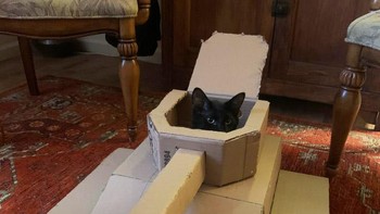 Tempat yang dalam sehingga cuma terlihat kepalanya saja si kucing. (Foto: sadanduseless)