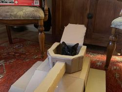 Hilangkan Bosan Isolasi, Pemilik Kucing Buatkan Tank dari Kardus