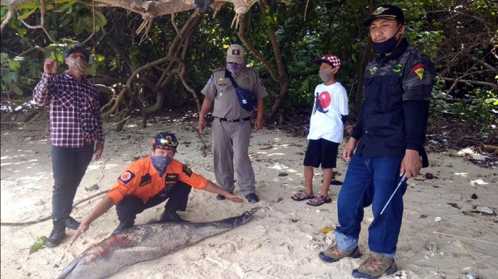 Nelayan Sukabumi temukan lumba-lumba yang mati di pesisir Pantai Ujung Genteng