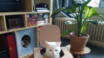 Berbahan kardus dan tentunya cukup untuk ditempati sang kucing. (Foto: sadanduseless)