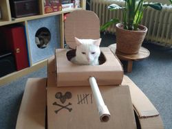 Hilangkan Bosan Isolasi, Pemilik Kucing Buatkan Tank dari Kardus