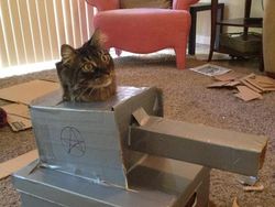 Hilangkan Bosan Isolasi, Pemilik Kucing Buatkan Tank dari Kardus