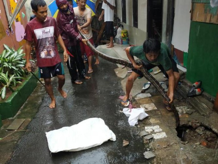 Warga mengevakuasi ular piton di Cilandak, Jaksel.