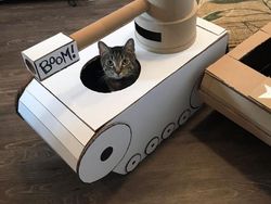 Hilangkan Bosan Isolasi, Pemilik Kucing Buatkan Tank dari Kardus