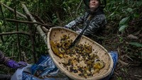 Penggunaan pestisida oleh petani ikut menurunkan populasi lebah madu.