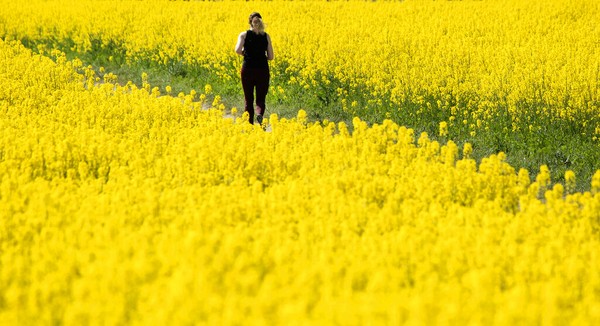 Seorang perempuan berlari di tengah hamparan bunga di pinggiran kota Berlin, Jerman (28/4/2020). AP Photo/Michael Sohn Seorang perempuan berlari di tengah hamparan bunga di pinggiran kota Berlin, Jerman (28/4/2020). AP Photo/Michael Sohn