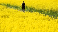 Seorang perempuan berlari di tengah hamparan bunga di pinggiran kota Berlin, Jerman (28/4/2020).  AP Photo/Michael Sohn