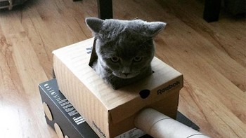 Seperti diketahui kucing memang senang masuk ke dalam kotak kardus yang sempit. (Foto: sadanduseless)