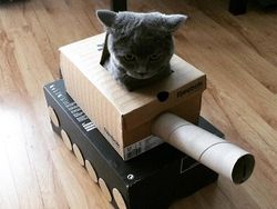 Hilangkan Bosan Isolasi, Pemilik Kucing Buatkan Tank dari Kardus