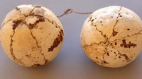 Selain itu ada sepasang bola yang diikat benang di dekat mumi. (Egypt Ministry of Tourism and Antiquities)