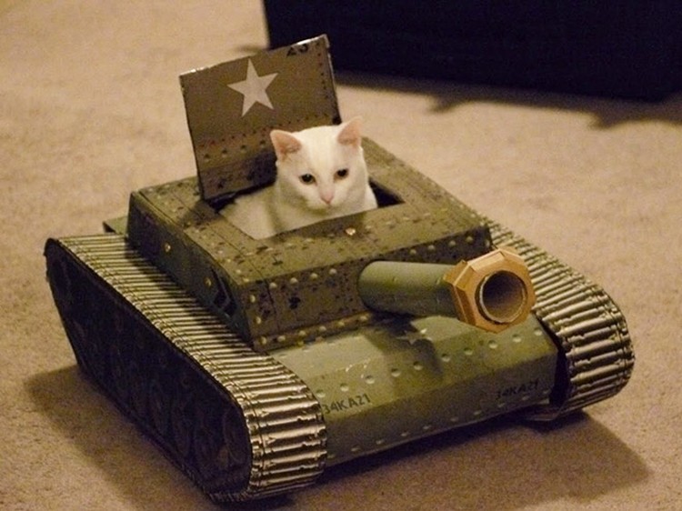 potret kucing karton tank