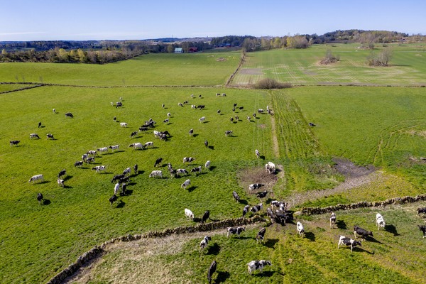 Kawanan sapi merumput di lahan pertanian Olasgard, Swedia (25/4/2020). Jika tidak ada pandemi Corona, lahan pertanian ini penuh turis dan berbagai festival. Adam Ihse/TT News Agency via AP Kawanan sapi merumput di lahan pertanian Olasgard, Swedia (25/4/2020). Jika tidak ada pandemi Corona, lahan pertanian ini penuh turis dan berbagai festival. Adam Ihse/TT News Agency via AP