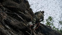 Tentu saja ancaman sengatan jutaan lebah tak terhindarkan.