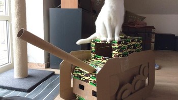 Meski terbuat dari kardus, tank pun harus dibuat kokoh, jadi jika diinjak kucing tidak roboh. (Foto: sadanduseless)