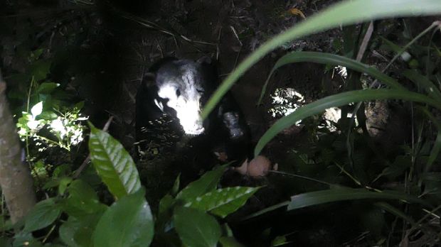 Beruang madu yang sempat lepas dari kandangnya di WRC YKAY Kulon Progo, Rabu (29/4/2020).