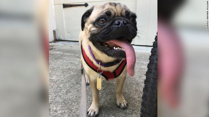 Seekor anjing jenis pug di North Carolina menjadi anjing peliharaan pertama di AS yang terinfeksi virus Corona (Heather McClean via CNN)