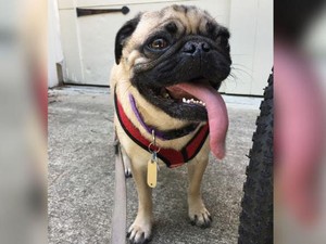 Pertama di AS, Seekor Anjing Tertular Virus Corona dari Pemiliknya