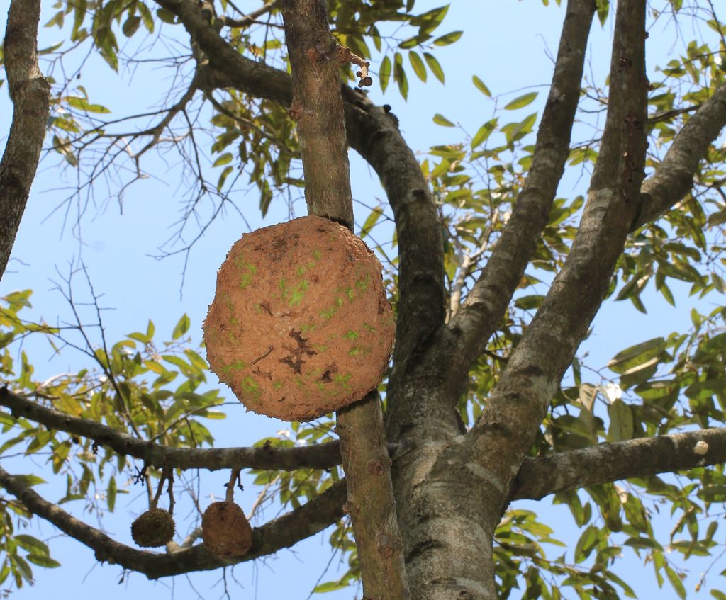 durian gundul