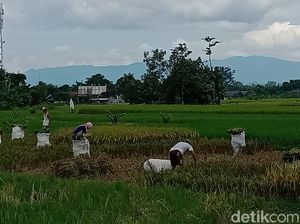 Limbah PLTU Ternyata Bisa Genjot Hasil Panen Padi, Ini Contohnya