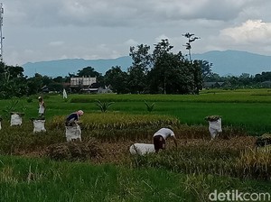 Hari Krida Pertanian 21 Juni: Sejarah dan Maknanya