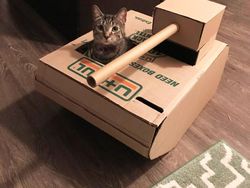 Hilangkan Bosan Isolasi, Pemilik Kucing Buatkan Tank dari Kardus