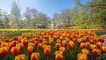 Mengintip Taman Bunga Tulip Terindah di Dunia