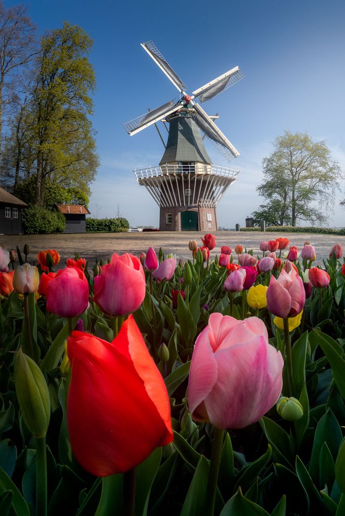 Mengintip Taman Bunga Tulip Terindah Di Dunia