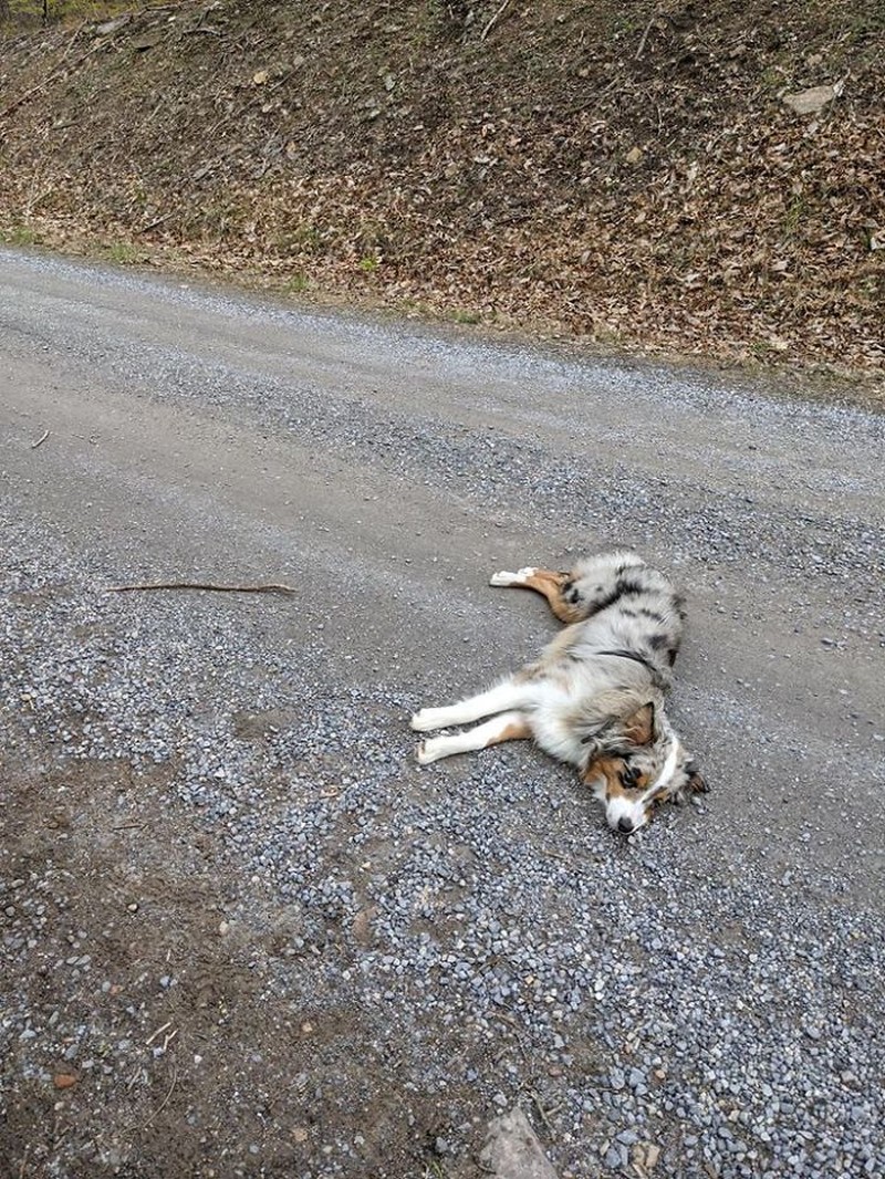 Pria asal Carolina Utara memutuskan untuk melamar kekasihnya dengan cara yang tidak akan mereka lupakan seumur hidup. Berikut kisahnya.