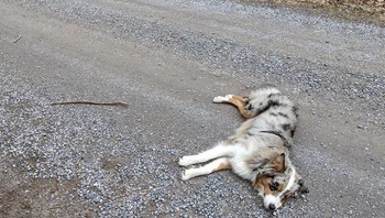  Pasangan ini berencana menikah pada Juni 2021 di Calgary, Kanada.